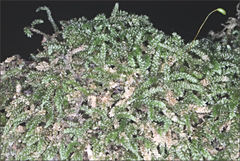 Lembophyllum divulsum