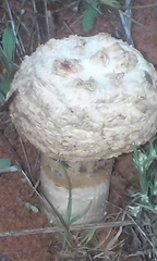 Agaricus deserticola