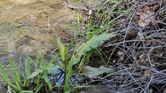 Rumex hydrolapathum