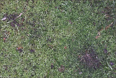 Lepidozia laevifolia