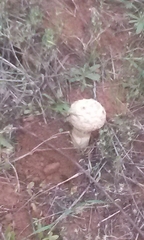 Agaricus deserticola