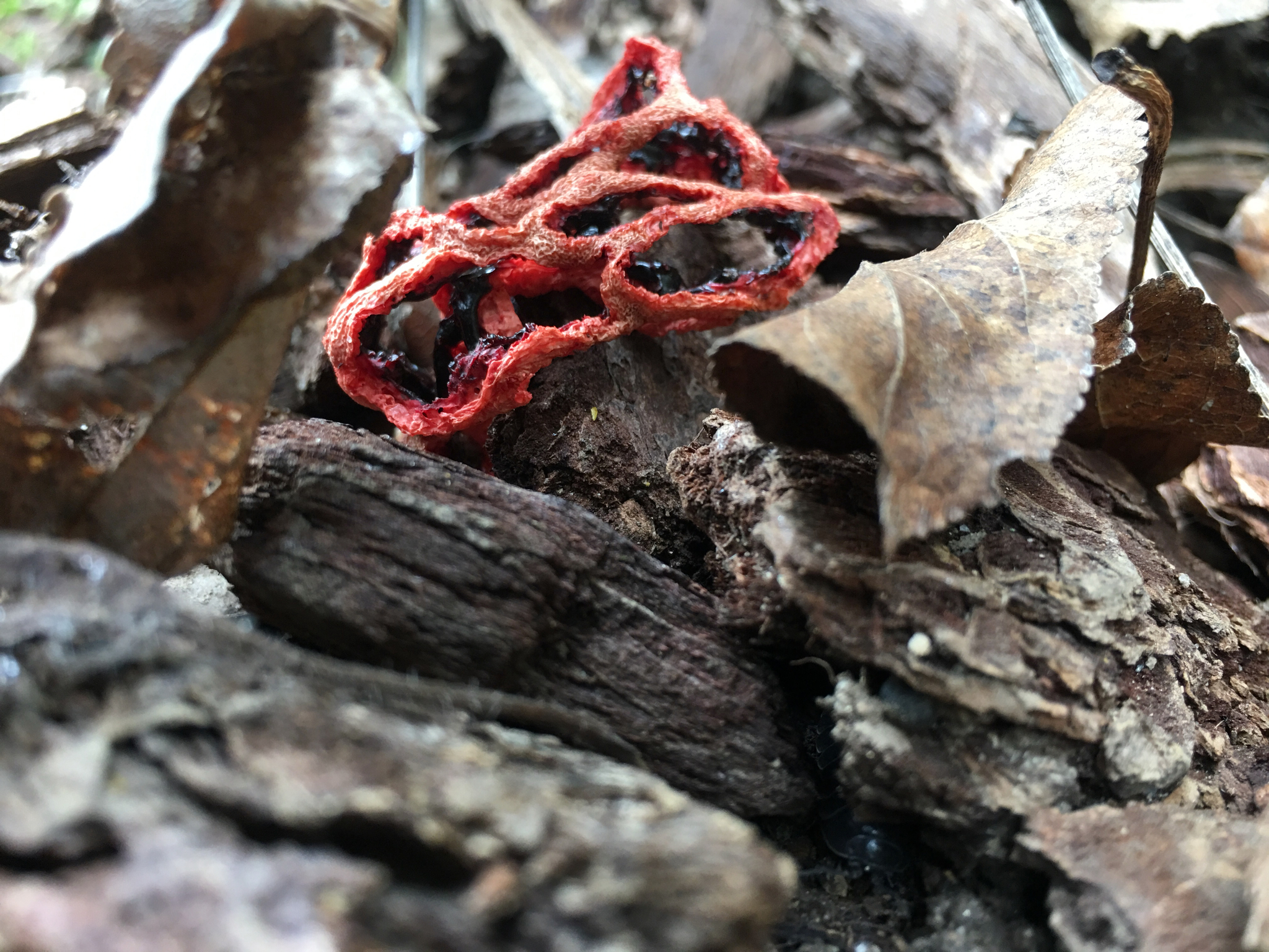 Clathrus ruber image