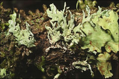 Hypogymnia subphysodes