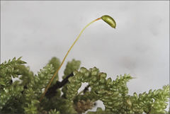 Lembophyllum divulsum