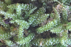 Lembophyllum divulsum