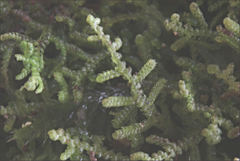 Lepidozia laevifolia