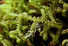 Lepidozia laevifolia