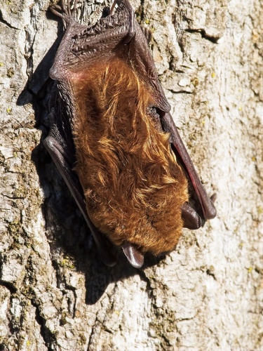 Big Brown Bat observed by prhodes