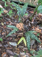 Pinanga crassipes
