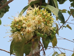 Duabanga grandiflora