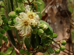Duabanga grandiflora
