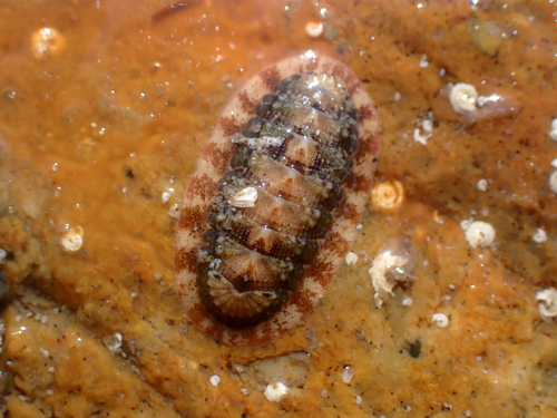 Callistochiton decoratus, 2026-05-09