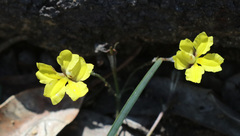 Goodenia macbarronii