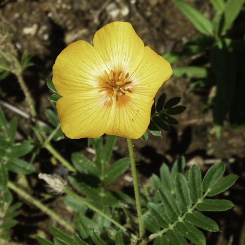 Arizona poppy