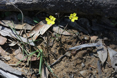 Goodenia macbarronii