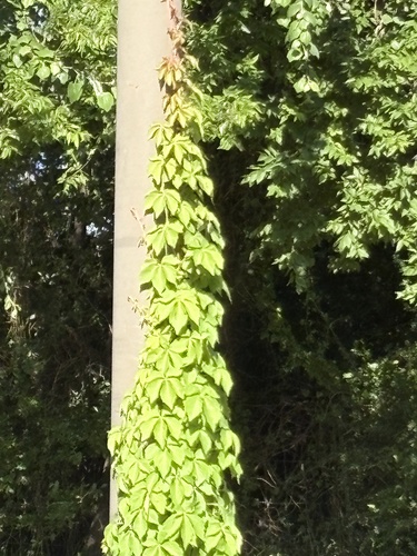Featured image for “Virginia creeper”