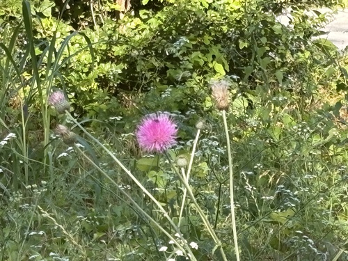 Featured image for “Texas Thistle”