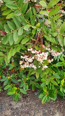 Sorbus koehneana