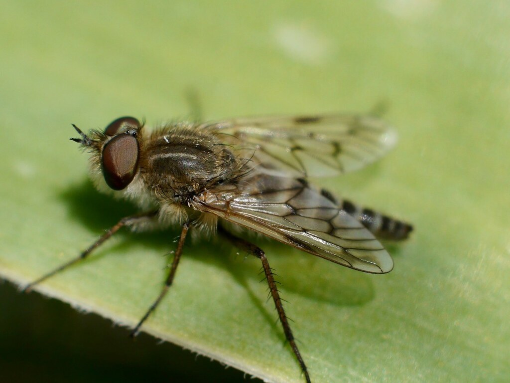 Thereva marginula
