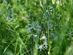 Ornithogalum boucheanum, photograph (c) Roman, some rights reserved (CC BY)