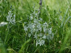 Ornithogalum boucheanum