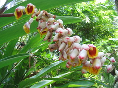 Alpinia zerumbet