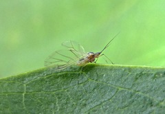 Capitophorus
