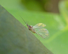 Capitophorus