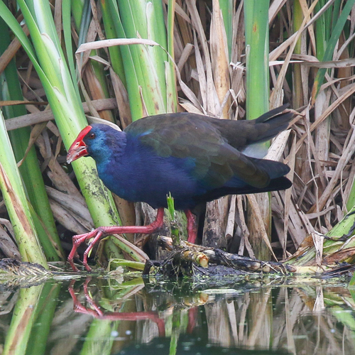 iNaturalist image
