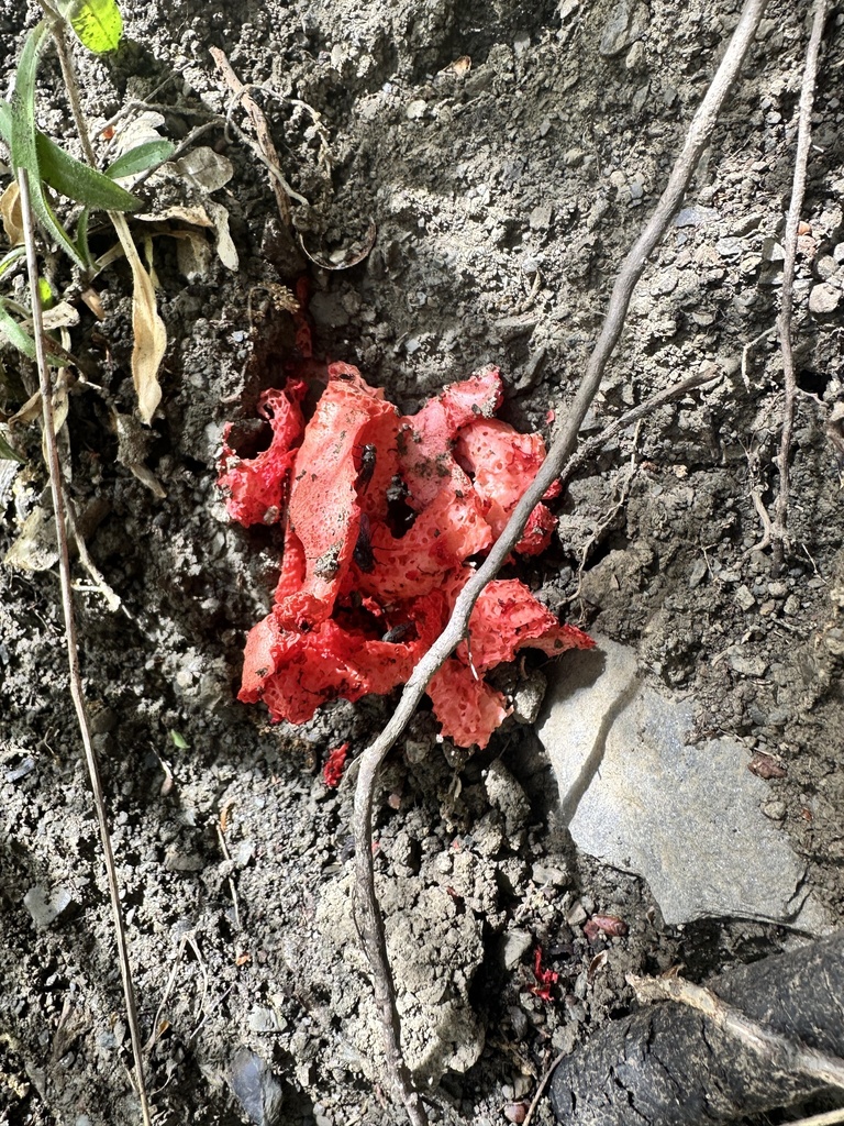 Clathrus ruber · May 2026 · photo: © deborabarbato (iNaturalist, cc0)