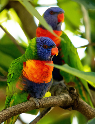 Rainbow Lorikeet (Blue Mountains Birds) · iNaturalist