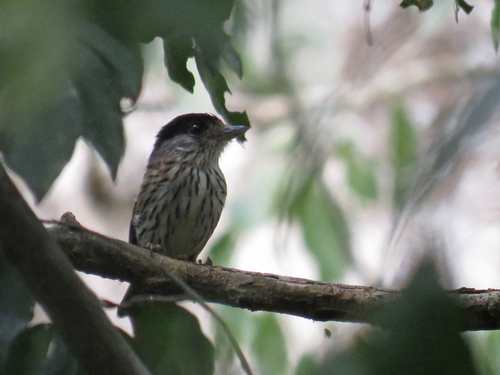iNaturalist image