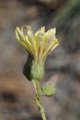 Lactuca crassicaulis