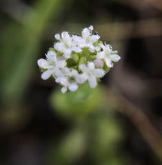 Valerianella radiata