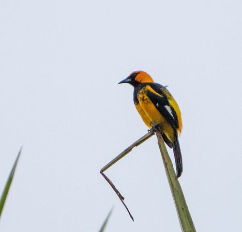 Spot-breasted Oriole (Icterus pectoralis)