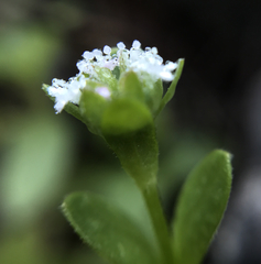 Valerianella radiata