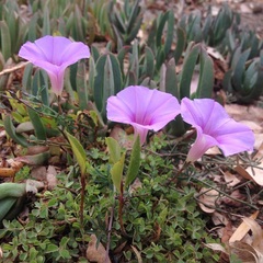 Ipomoea ternifolia