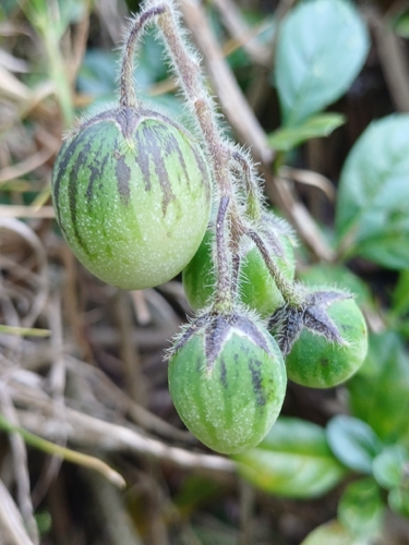 Solanum caripense, photograph 4