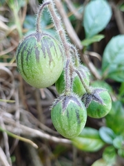 author not stated, no rights reserved Solanum caripense, photograph author not stated, no rights reserved