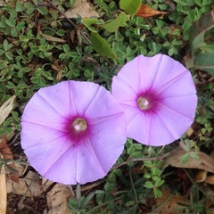 Ipomoea ternifolia
