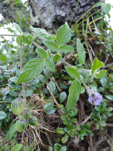 Solanum caripense, photograph 5