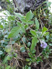 author not stated, no rights reserved Solanum caripense, photograph author not stated, no rights reserved