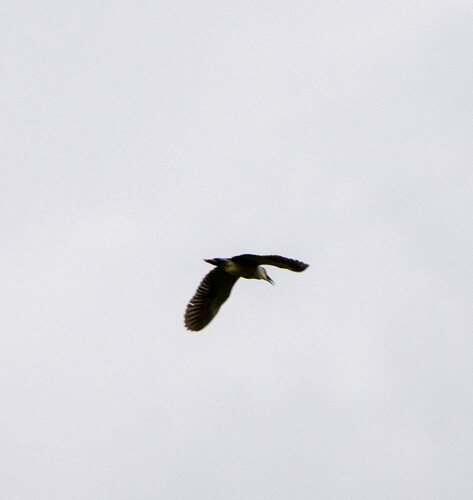 Black-crowned Night Heron (Nycticorax nycticorax)