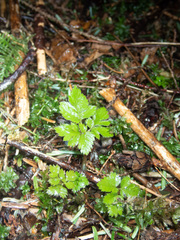 Osmorhiza purpurea