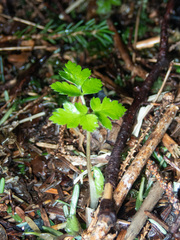 Osmorhiza purpurea