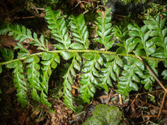 Polystichum setigerum