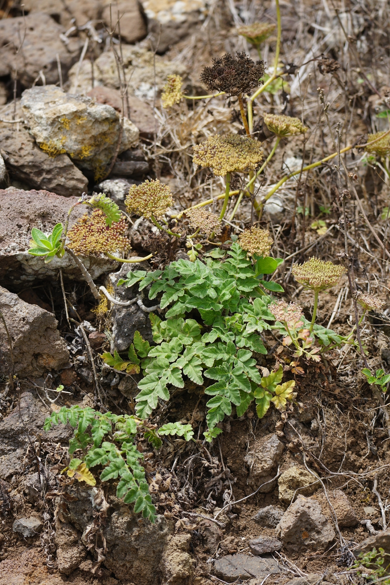 Imagem de Daucus insularis