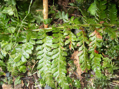 Polystichum setigerum