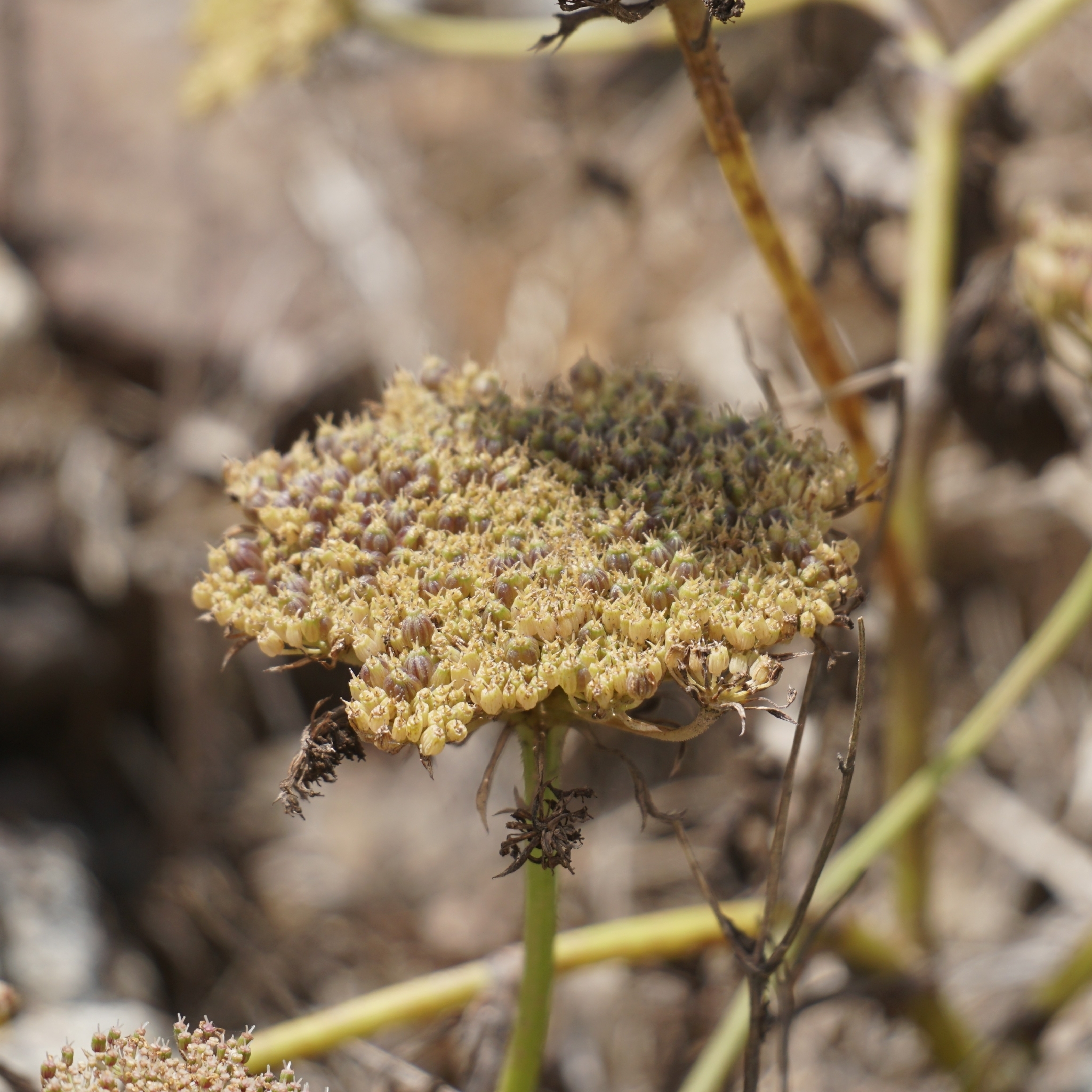 Imagem de Daucus insularis