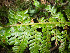 Polystichum setigerum